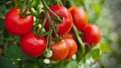 Cà chua không chỉ ngon bổ dưỡng mà còn làm đẹp da - Máy sấy nông sản đa năng Ánh Dương
