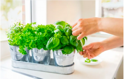 5 loại thảo mộc tăng cường sức khỏe nên trồng trong nhà bếp - máy sấy dược liệu đa năng Ánh Dương