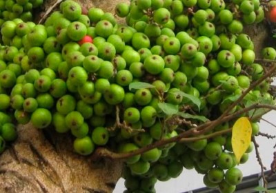 Ăn quả sung có tốt không? 6 tác dụng của quả sung khiến bạn bất ngờ