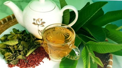 Công dụng của trà lá ổi - Máy sấy trà hoa Ánh Dương