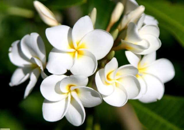 Tác dụng chữa bệnh hoa sứ trắng sấy khô ít người biết đến
