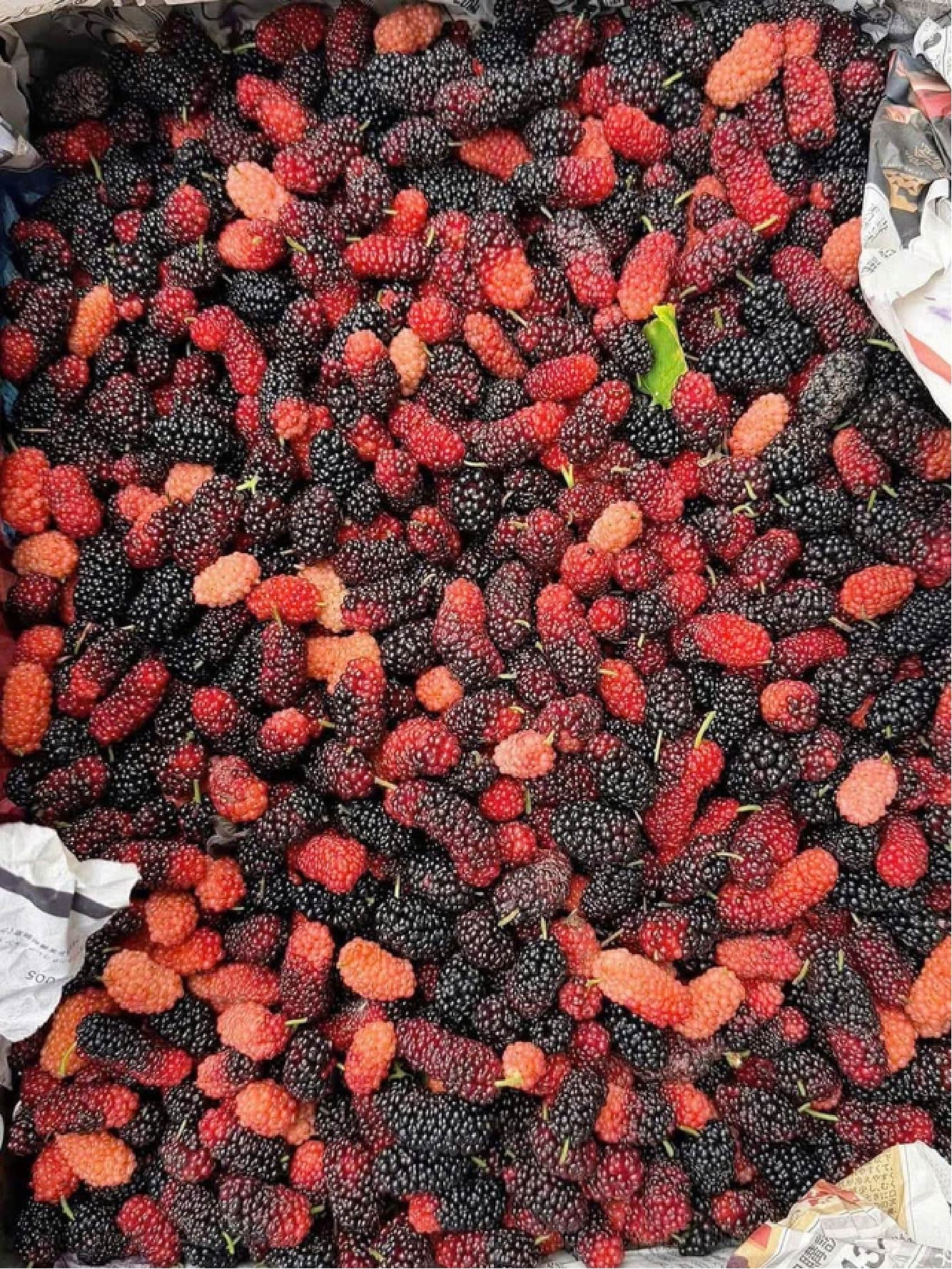 ec9e67ae6ef1efafb6e0 1775790582776900442380 01